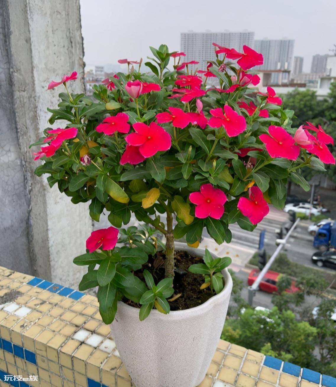 什么花好养一年四季都开花(养护管理很简单的好养花卉)-图片6